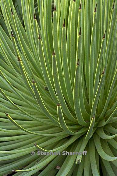 agave stricta 1 graphic